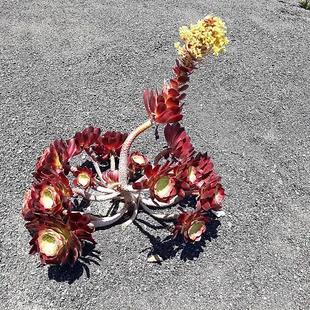 Loft La Tahonilla Landsted