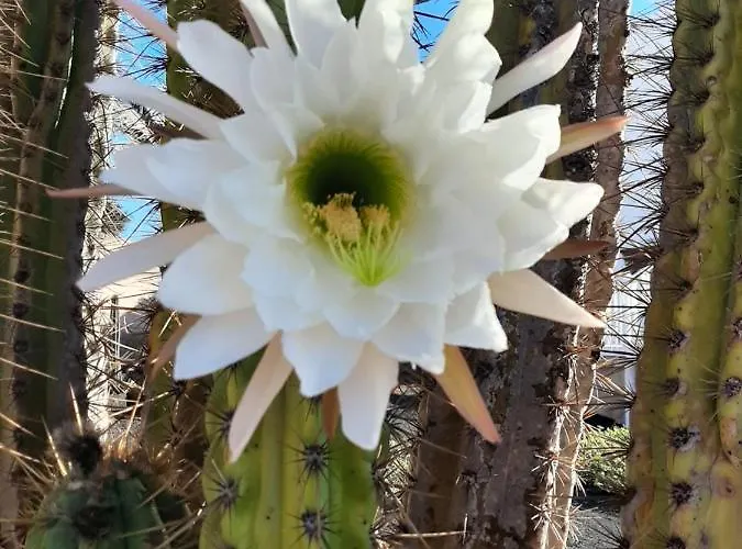 Loft La Tahonilla Tias