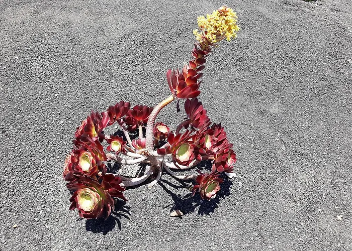 Loft La Tahonilla Lantställe